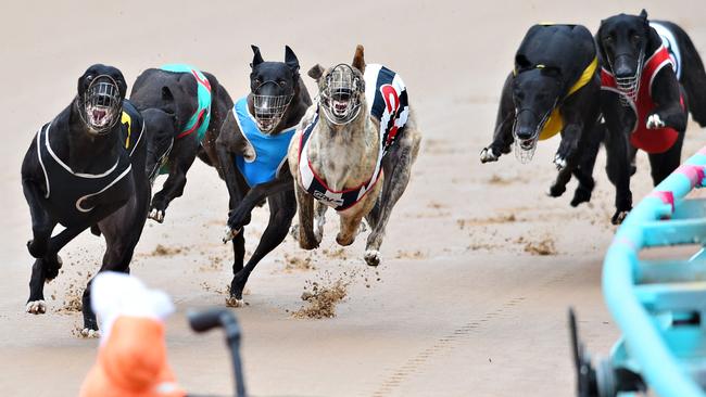 Animals Australia: Out of 20,000 dogs born each year, only 2000 will go on to live a full life. Picture: Vince Caligiuri/Getty Images)