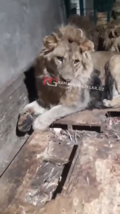 Zookeeper films his own death in tragic mauling