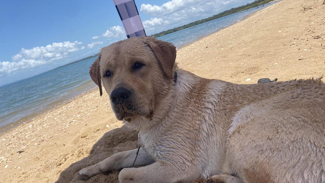 Loki: Ngaire Matson's 1 year old Pure-bred Labrador