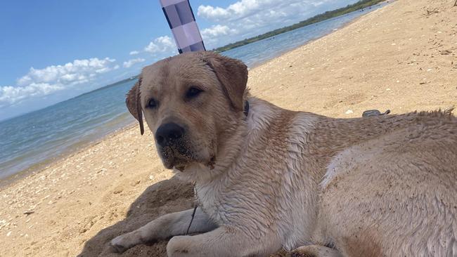 Loki: Ngaire Matson's 1 year old Pure-bred Labrador