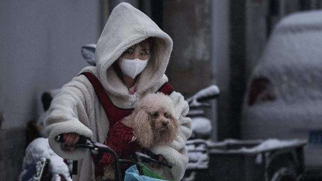 A woman wears a protective mask as she carries a dog on a bike in Beijing in China. Picture: Kevin Frayer/Getty Images