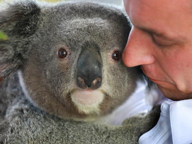 Featherdale expert Chad Staples earlier this month with Archer, one of the koalas that was used to do groundbreaking koala genome research at the zoo. Picture: Angelo Velardo