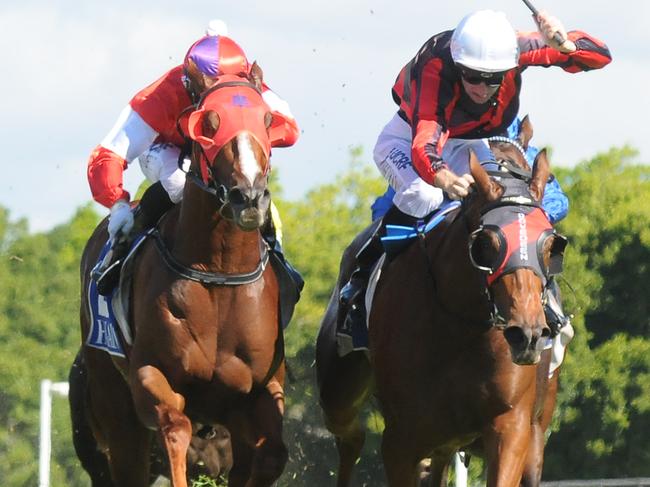 Royal Tithe (right) edges out Oink in the Ken Russell memorial at the Gold Coast. Picture: Grant Peters, Trackside Photography