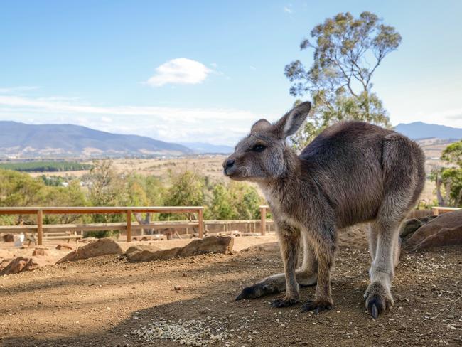 The Panasonic Lumix S1 full-frame camera features an autofocus mode that can automatically recognise animal faces.Picture: Jennifer Dudley-Nicholson/News Corp Australia