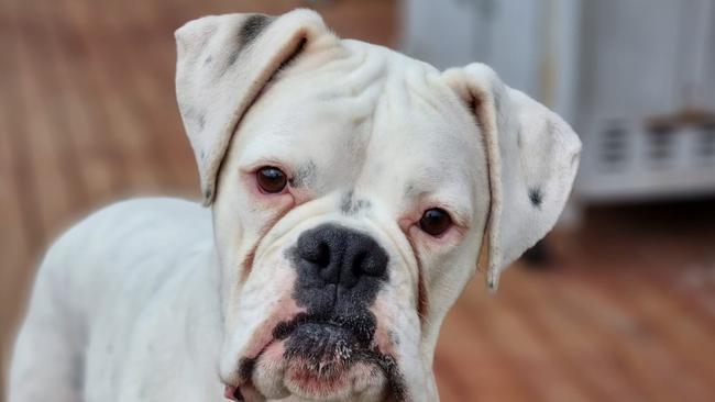 Tassie's cutest big dog nominee: Rubble - Boxer