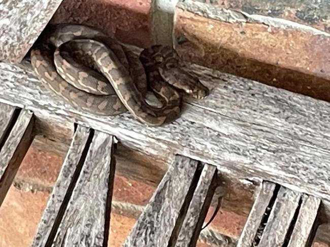 A coastal carpet python curled up beside a home at Helensvale on the Gold Coast. PHOTO: Candice Rose.