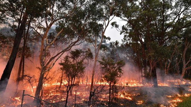 Firefighters backburning in the Mangrove area, northwest of Sydney. Picture: Saeed Khan/AFP