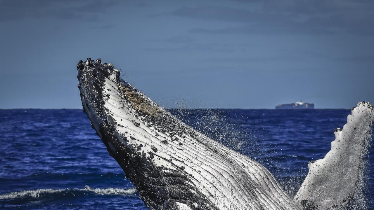 Whale watching season is a big drawcard.