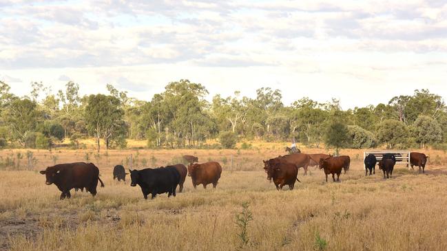 Cattle moving to the homestead paddock. Pictures: John Elliott