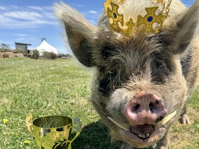 Kevi to Pig has won our Quirky and Cute pet competition . Picture: Alison Meaney