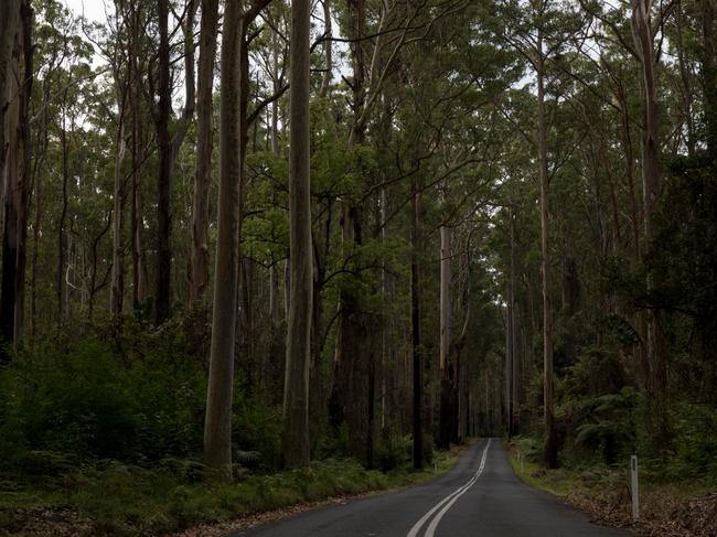 Forestry Corp cops biggest fine available for post bushfire breach