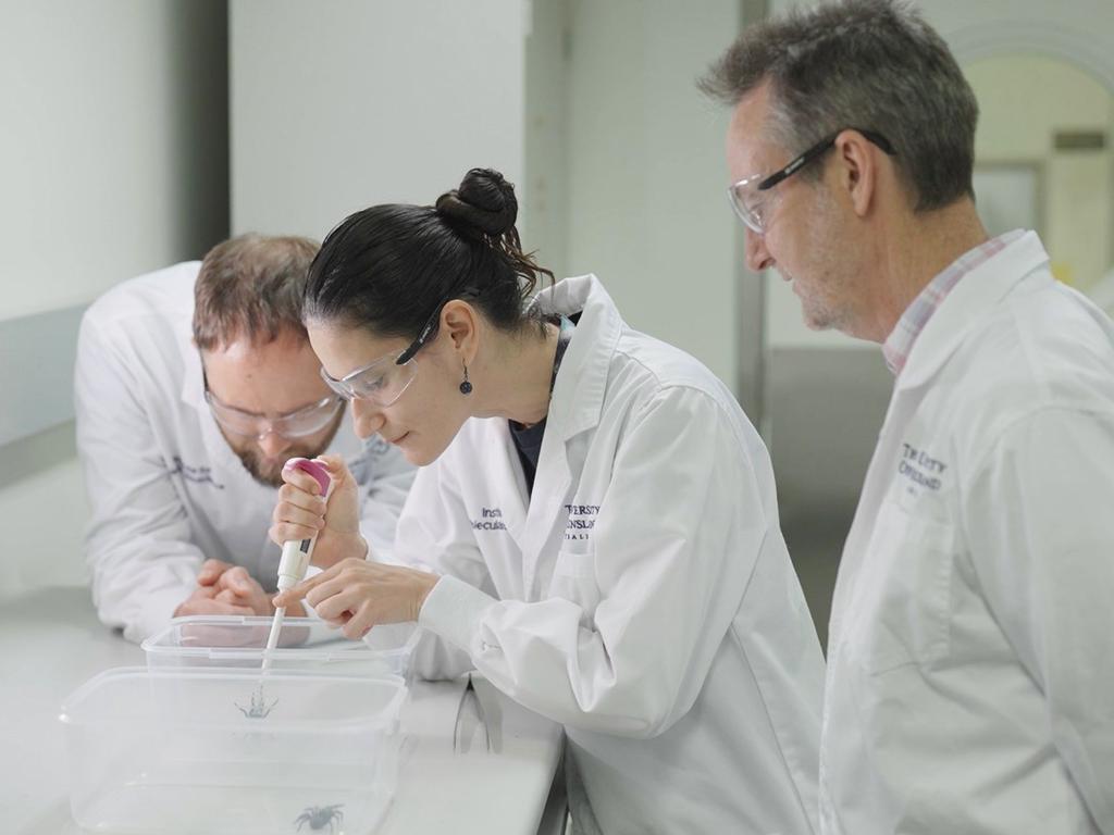 Associate Professor Nathan Palpant, Dani Rojas-Azofeifa and Professor Glenn King in the lab with funnel-web spiders.