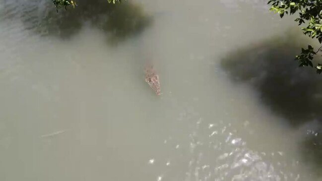 A crocodile in the shallows at Coorooman Creek near Zilzie