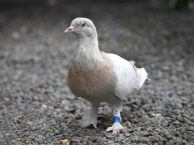 A racing pigeon last seen in America on October 29 was found by a Melbourne man in his backyard on Boxing Day. Picture: David Caird