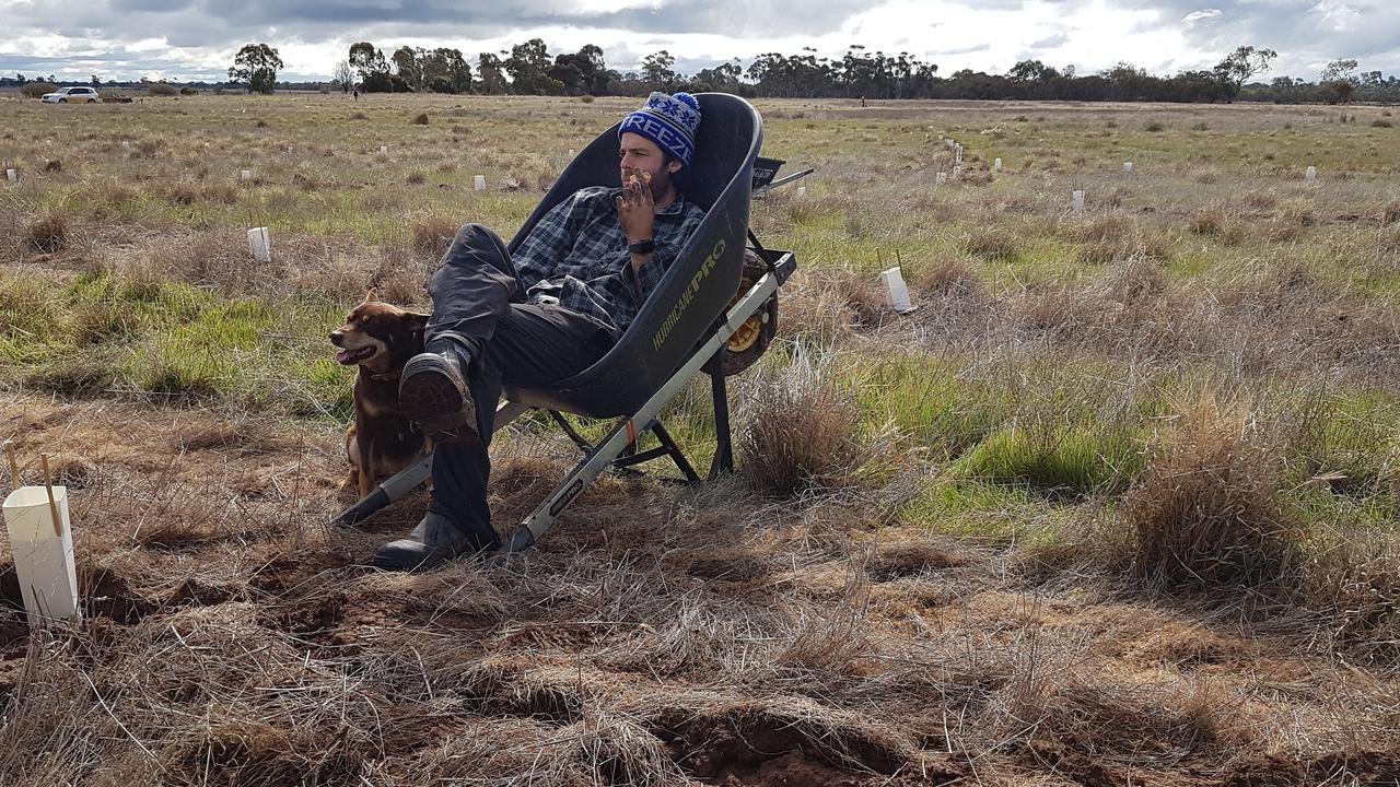 Poster boy: Dougal and Bo taking it easy after a long day tree planting. Picture: Prue McAllister