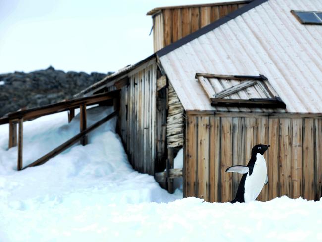 A penguin walks past Mawson's Hut at Commonwealth Bay, Antarctica in 2012.