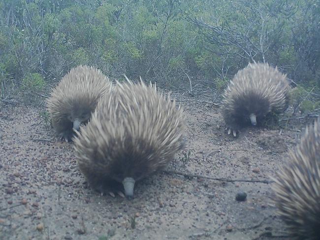 An echidna train on Kangaroo Island. Picture: WWF Australia