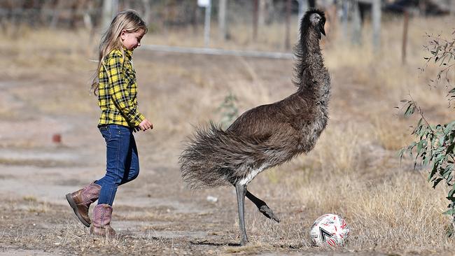 Nina Rosenberg, 7, playing soccer with her pet emu Kiri at home in Birdwood. Picture: Tom Huntley