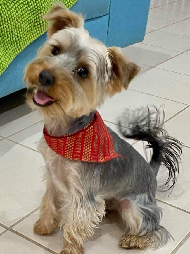 Alfie, sent in by Mark Frankcom, Freeling.
