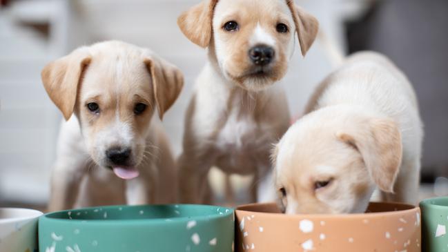 Pet owners are being warned about the popular ‘raw food movement’.