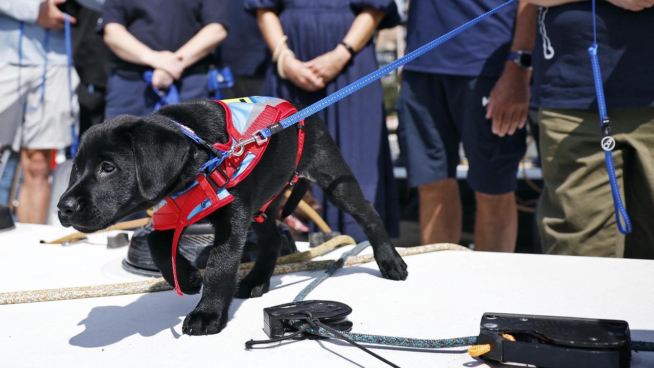 A gorgeous Assistance Dogs Australia pup on a visit to the yacht club. Picture: Sam Ruttyn