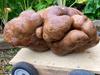 Giant potato found in New Zealand found not to be a potato afterall