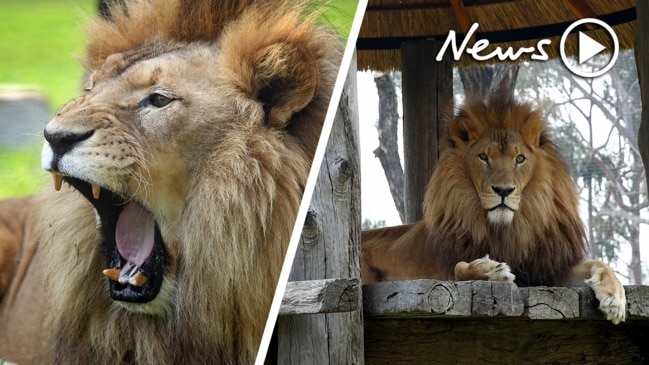 Meet Sydney’s Kovu the lion