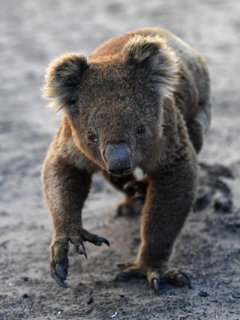 An injured Koala in burnt forest near Cape Borda on Kangaroo Island, southwest of Adelaide, after the Black Summer bushfires of 2019-2020. Picture: AAP Image