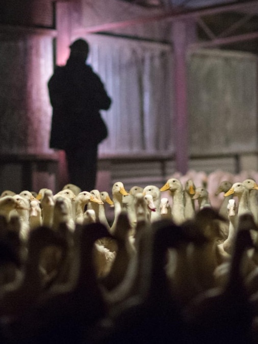 Image of an activist in a farm shed on the Aussie Ducks website.