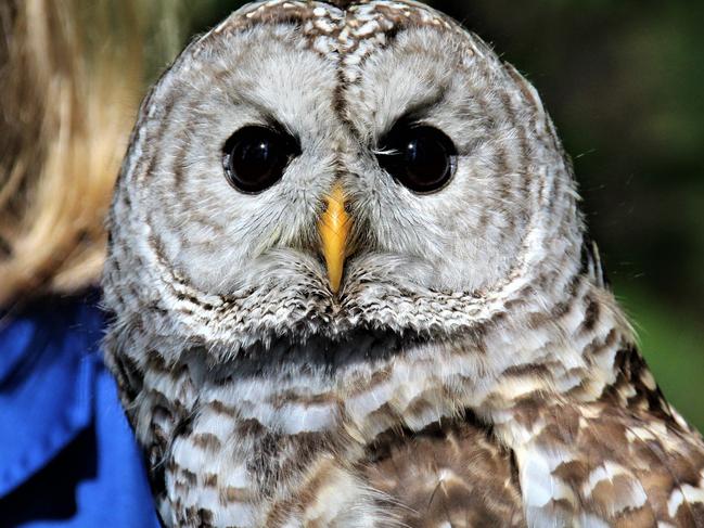 Barred owls have been known to attack people. Picture: Shirley Sinclair