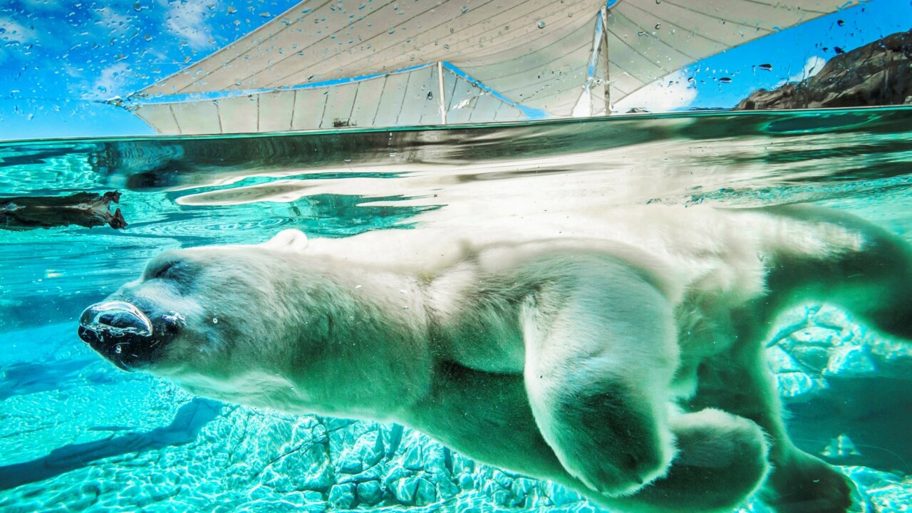 Sea World reopens today