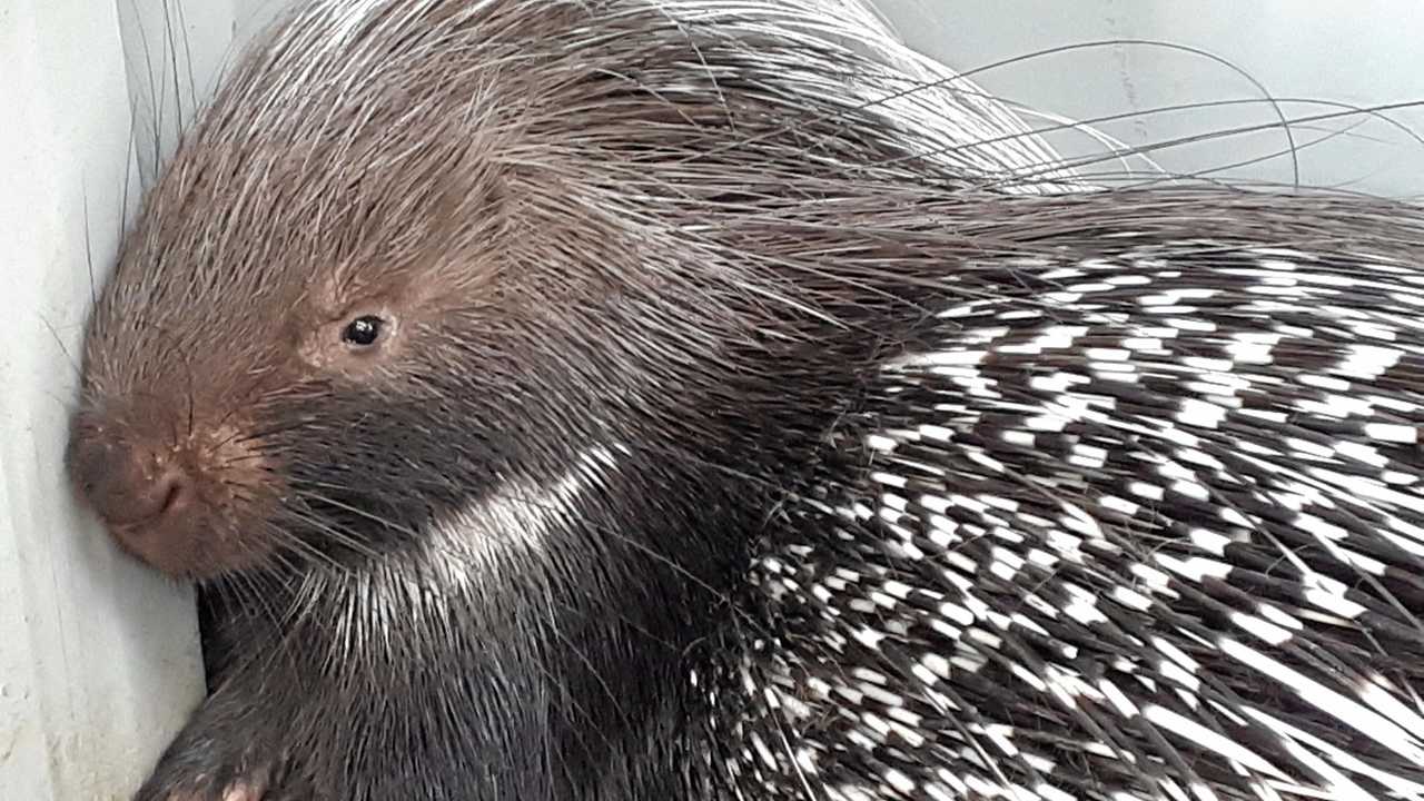 New addition already stealing hearts at Darling Downs Zoo | The Chronicle