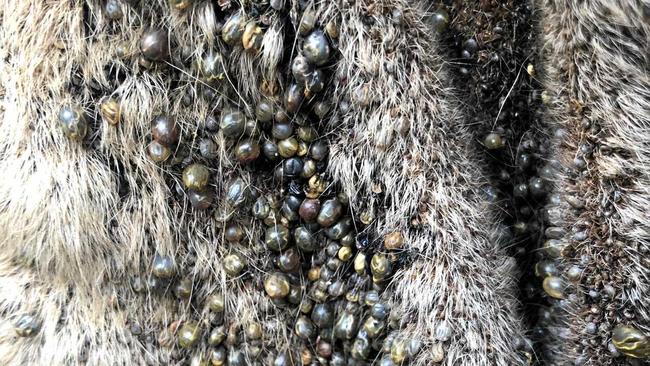 Cattle tick infestations severely affect productivity and can cause disease and death. Picture: Contributed