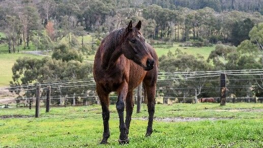 Neglected horses like Chatsfield will be cared for at the facility. Picture: RSPCA