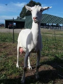 The milking doe has allegedly been stolen for the second time from the Gippy Goat Cafe.