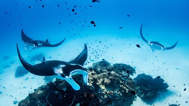 Visit Lady Elliot Island in winter for your best shot at swimming with manta rays. Picture: Jeremy Somerville