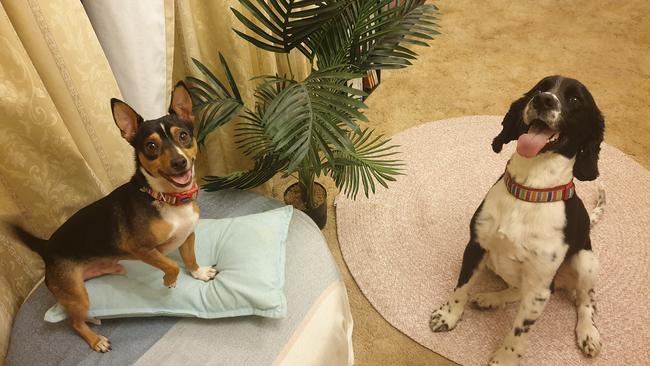 Tassie's Pawfect Pairs | Lauren Coulson: Happy boys Archie and Brax