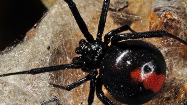 Australia's most deadly animals: New app created by Melbourne mums tells  where to find dangerous creatures and how to treat their bites and stings |  Herald Sun