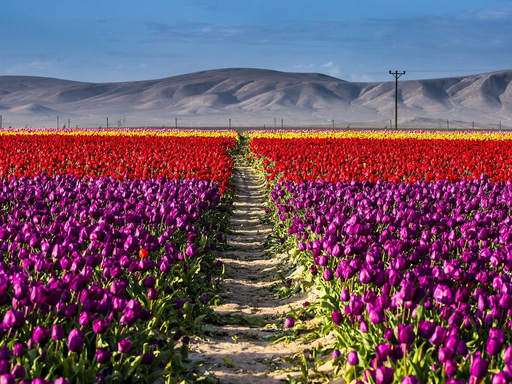 Colourful tulip fields, sized 300 decare, which have been opened to public for two days in Karatay, Konya on April 13, 2016. Picture: Getty