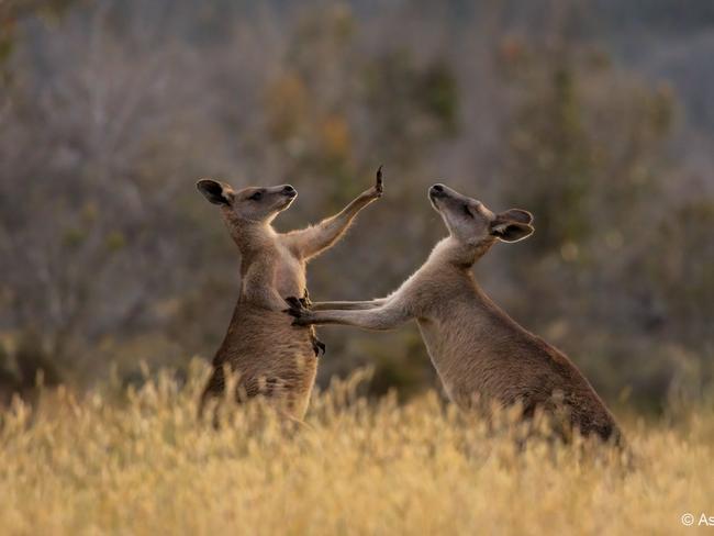ONLINE.    WEEKEND TELEGRAPHS SPECIAL. , PLEASE CONTACT WEEKEND PIC EDITOR JEFF DARMANIN BEFORE PUBLISHING. , Australian Geographic Nature Photographer of the Year exhibition. Talk to the Hand - Asher Allison.