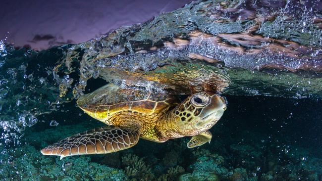 Jordan Robins took out Photographer of the Year for his series of wildlife images captured at the Great Barrier Reef. Picture: Jordan Robins