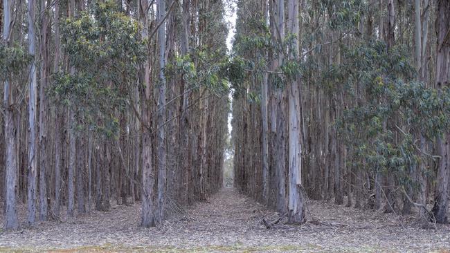 A bluegum tree plantation near Parndana on Kangaroo Island. Picture: Simon Cross