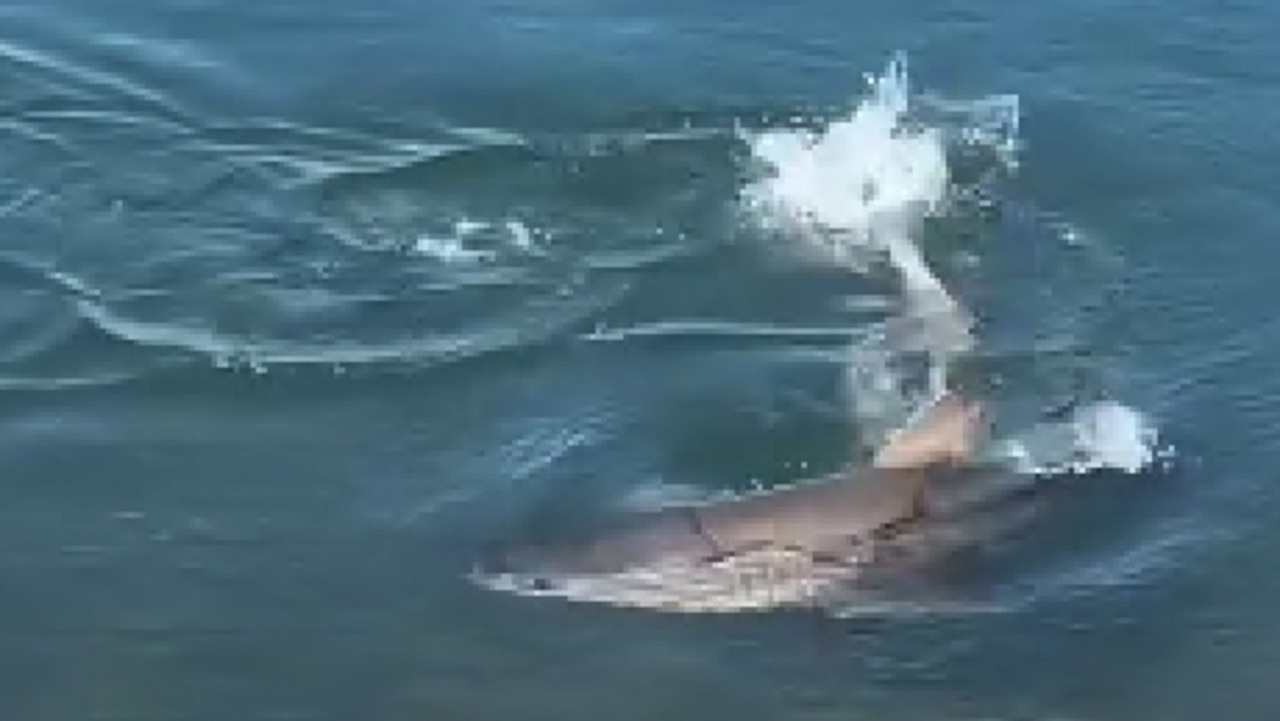 Watch: Dying shark’s last laps as dead sea horror movie rolls on