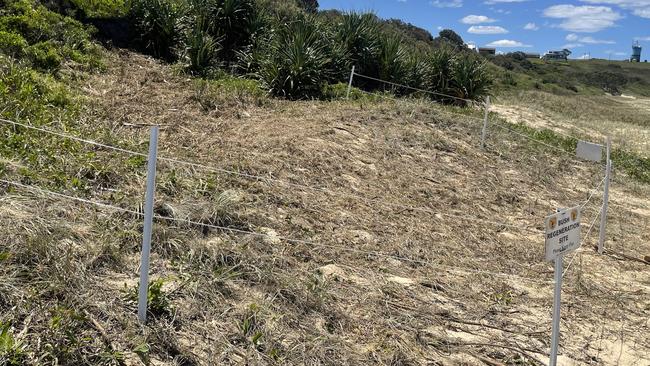 Mr McKelvey said the dunes are a critical buffer to limit forecasted coastal erosion impacts on Woolgoolga and Sandy Beach, therefore damage may cause the dunes to “blow out”.