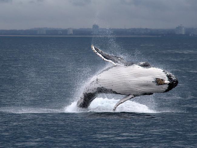 A breaching baby humpback whale — photo taken this morning off the Gold Coast Spit MUST taken by Sea World Whale Watch.