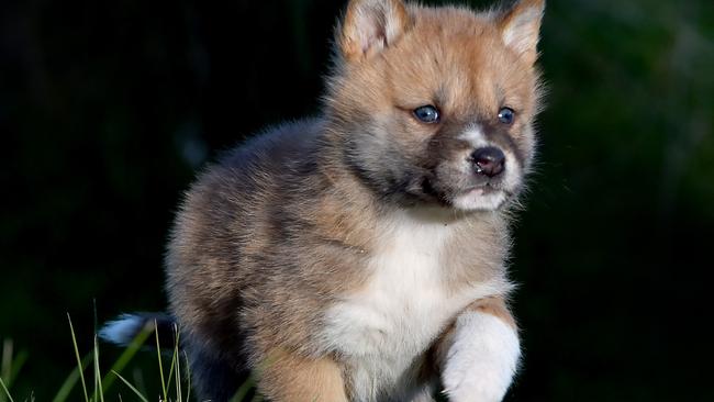 One pup having a romp around the yard. Picture: Jay Town