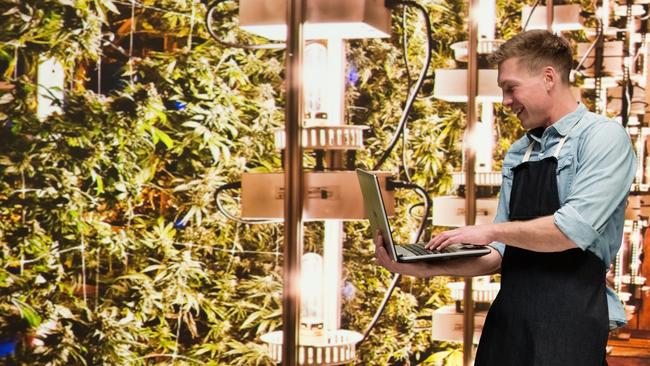 A worker in the grow room of a legal cannabis shop in Colorado.