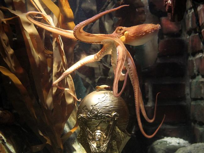 Paul swims past a replica of the World Cup trophy in his aquarium.
