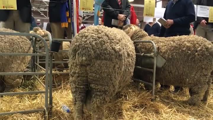 Merino rams sell to $15,000 at Australian Sheep and Wool Show sale ...