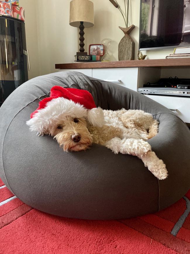 Santa’s doggy helper, Gibba from Mitcham. Picture: Keanah Messner